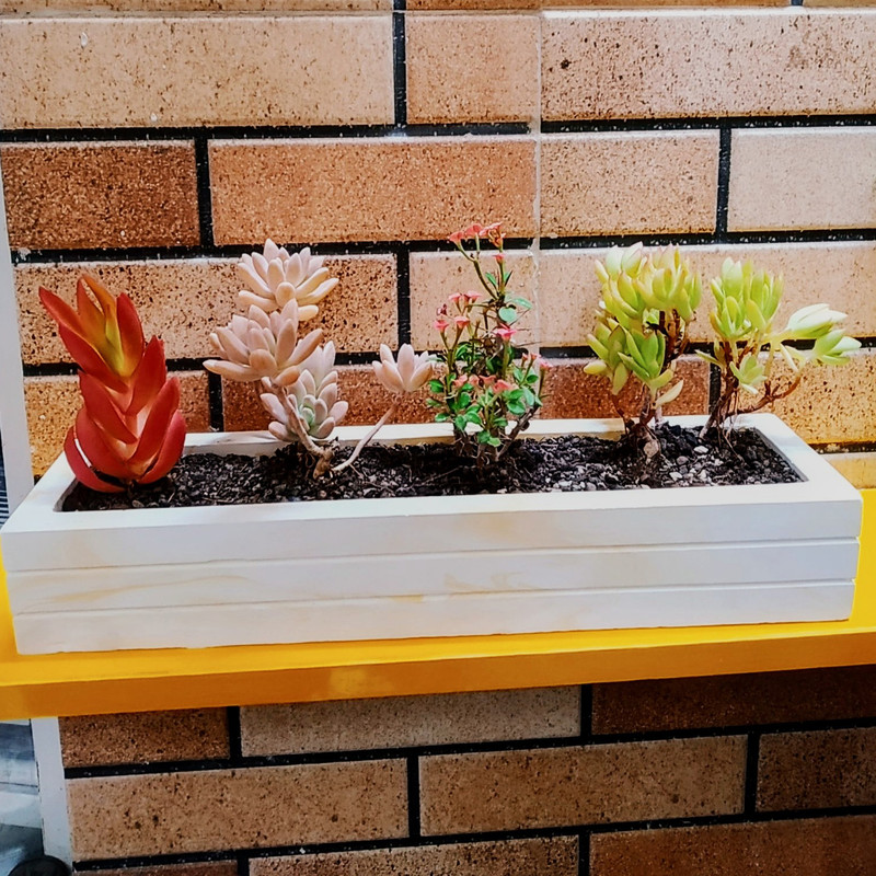 گیاه طبیعی ساکولنت مدل D-2 گیاه طبیعی ساکولنت مدل D-2