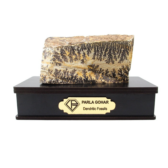 سنگ راف شجر فسیلی پارلا گوهر کد 2193