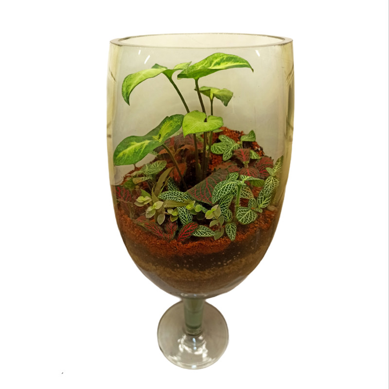 تراریوم گیاه طبیعی کد 103 تراریوم گیاه طبیعی کد 103