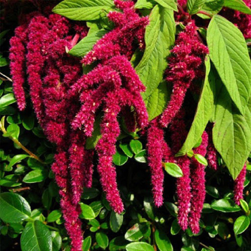 بذر گل آمارانتوس پونی جی پی سید مدل GP1373 بذر گل آمارانتوس پونی جی پی سید مدل GP1373