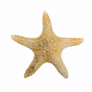 ستاره دریایی تزیینی مدل bs14