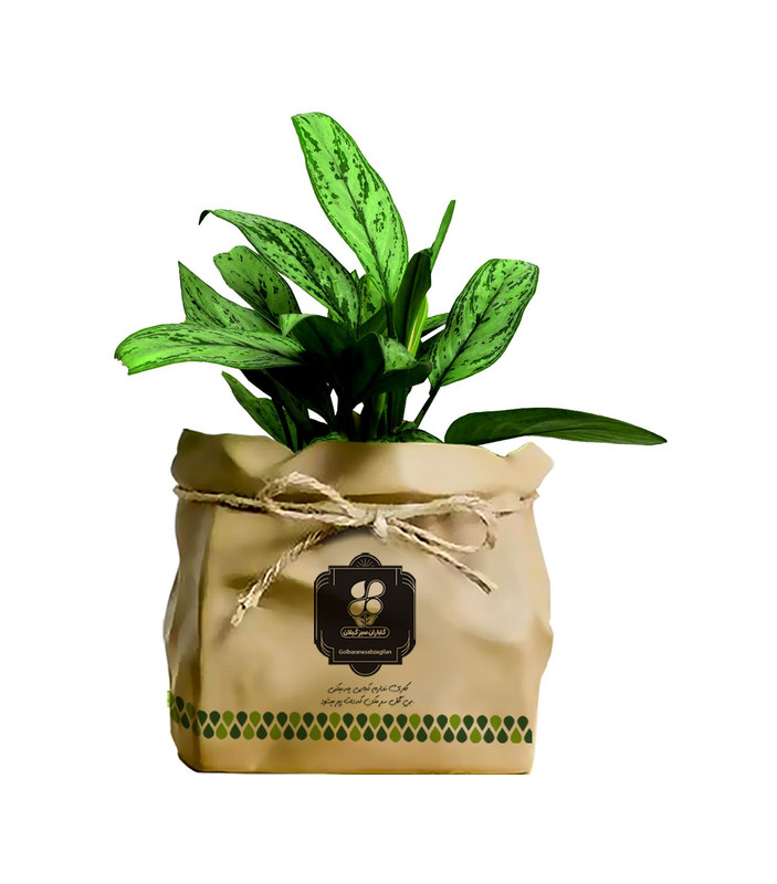 گیاه طبیعی آگلونما سبز شرکت گلباران سبز گیلان مدل GN13-9K