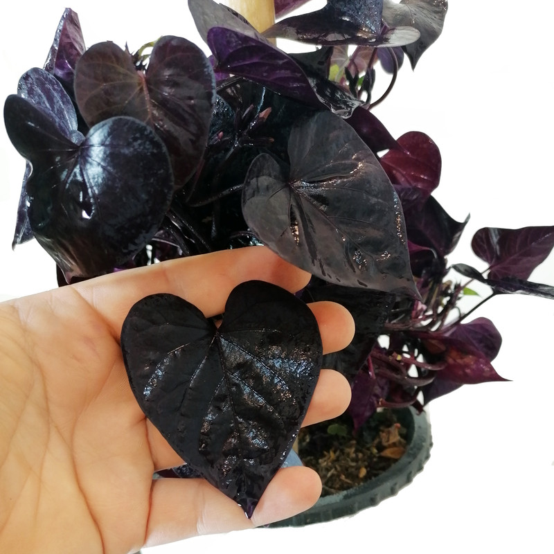 گیاه طبیعی اپومیا پوتوس بلک مدل پتوس افریقایی