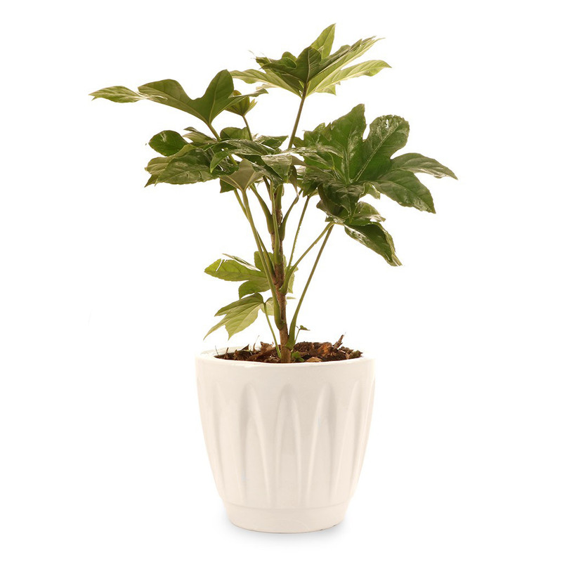 گیاه طبیعی آرالیا ژاپنی گلیتال مدل 01 گیاه طبیعی آرالیا ژاپنی گلیتال مدل 01