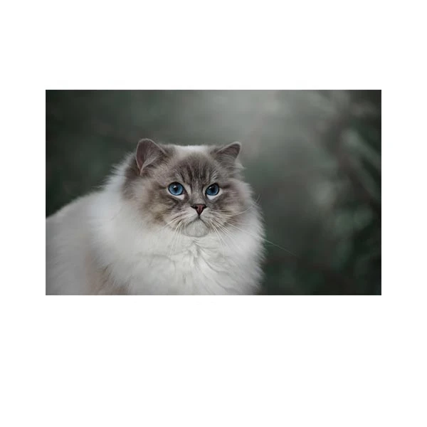   پادری مدل حیوانات کد HSHMA0016 سایز 76x46 سانتی متر