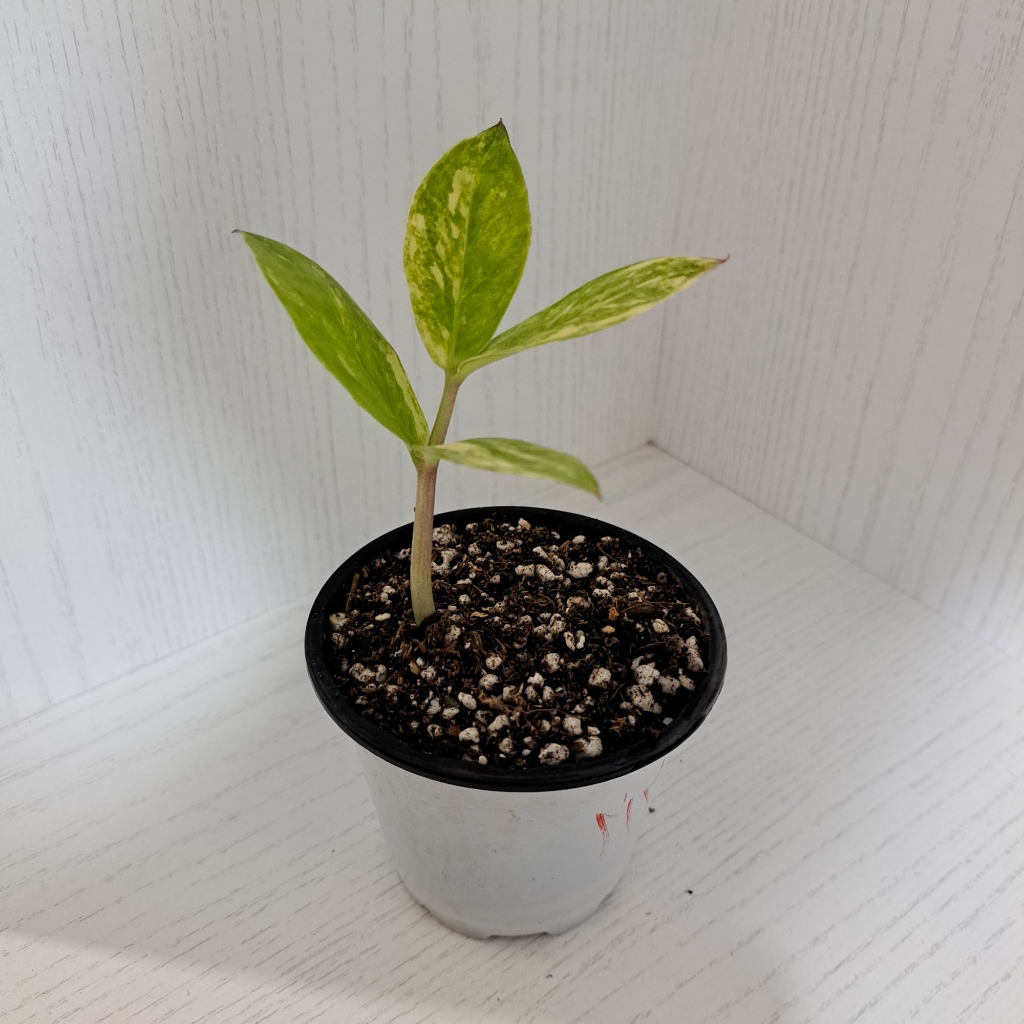 گیاه طبیعی زاموفیلیا مدل  ابلق خامه ای 4 برگی