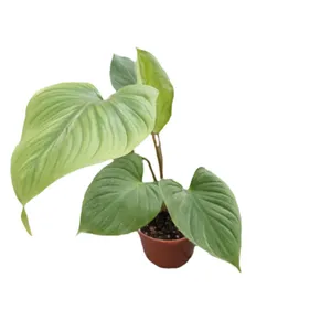 گیاه طبیعی هومالومنا مگی کد 02