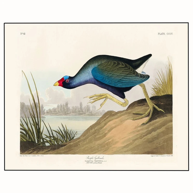 پوستر مدل  چاپ مرغابی بنفش