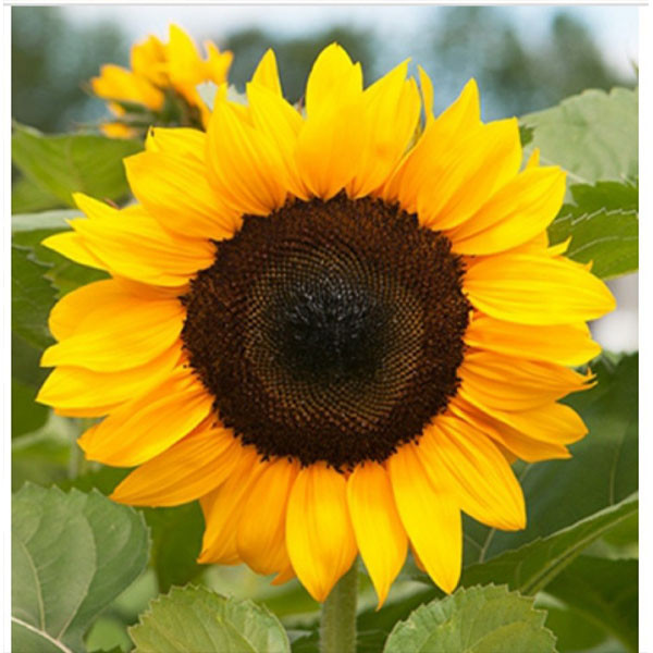 سیلیکون قالب گیری نگین مدل مغزی گل آفتابگردان