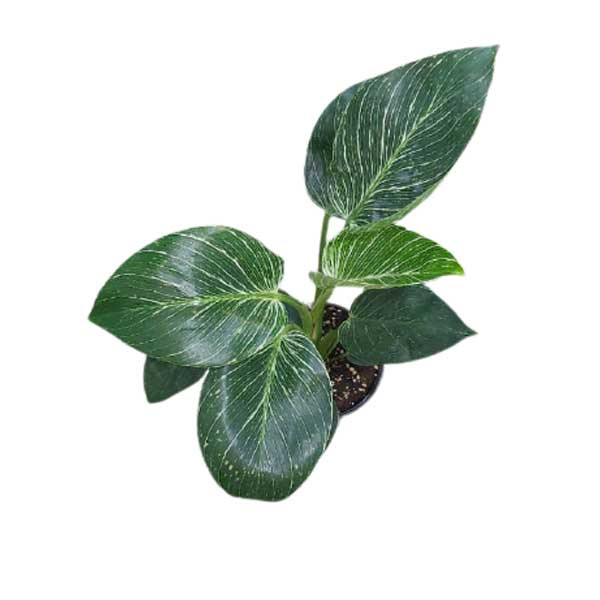 گیاه طبیعی فیلودندرون برکین کد 01