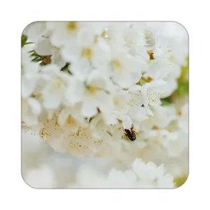 زیر لیوانی کاکتی طرح گل مدل mp19696