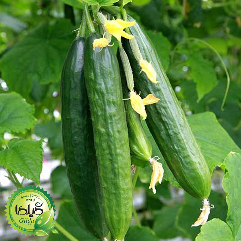 بذر خیار درختی گیلدا کد 647 بذر خیار درختی گیلدا کد 647