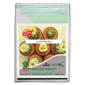 بذرکوریفانتا الفندیس کاکتوسچی مدل AM-068