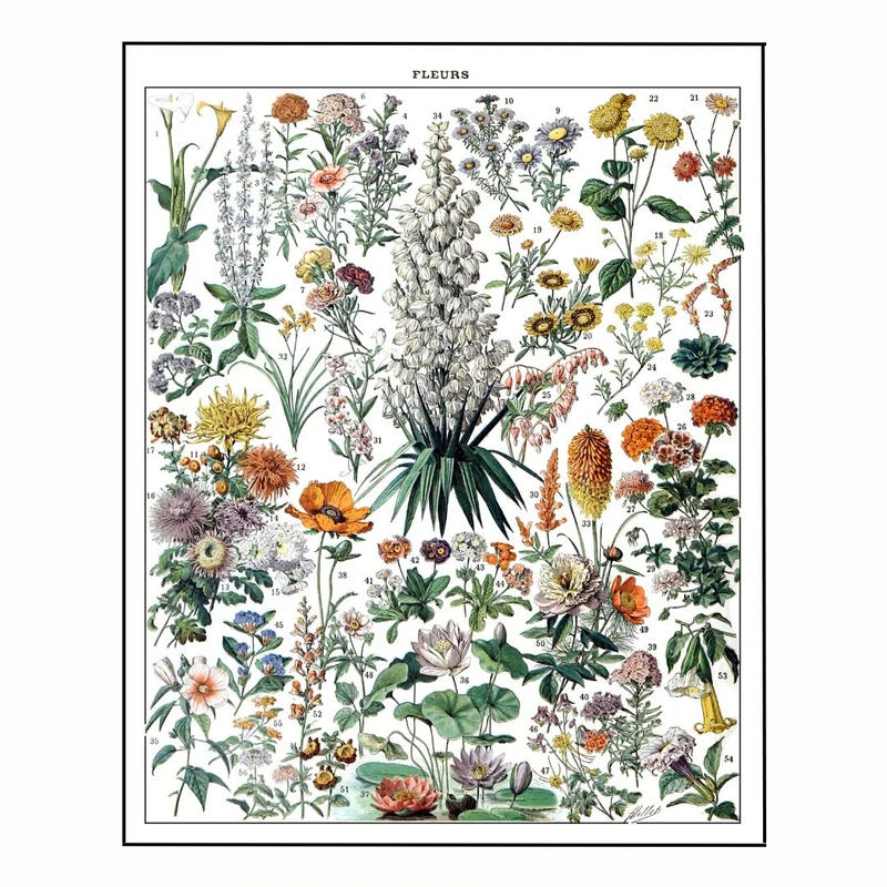 پوستر مدل  آدولف میلو-گل2  