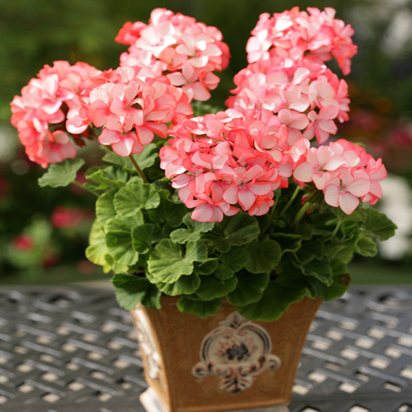 بذر گل شمعدانی سانیا سید مدل T9 مجموعه 3 عددی بذر گل شمعدانی سانیا سید مدل T9 مجموعه 3 عددی