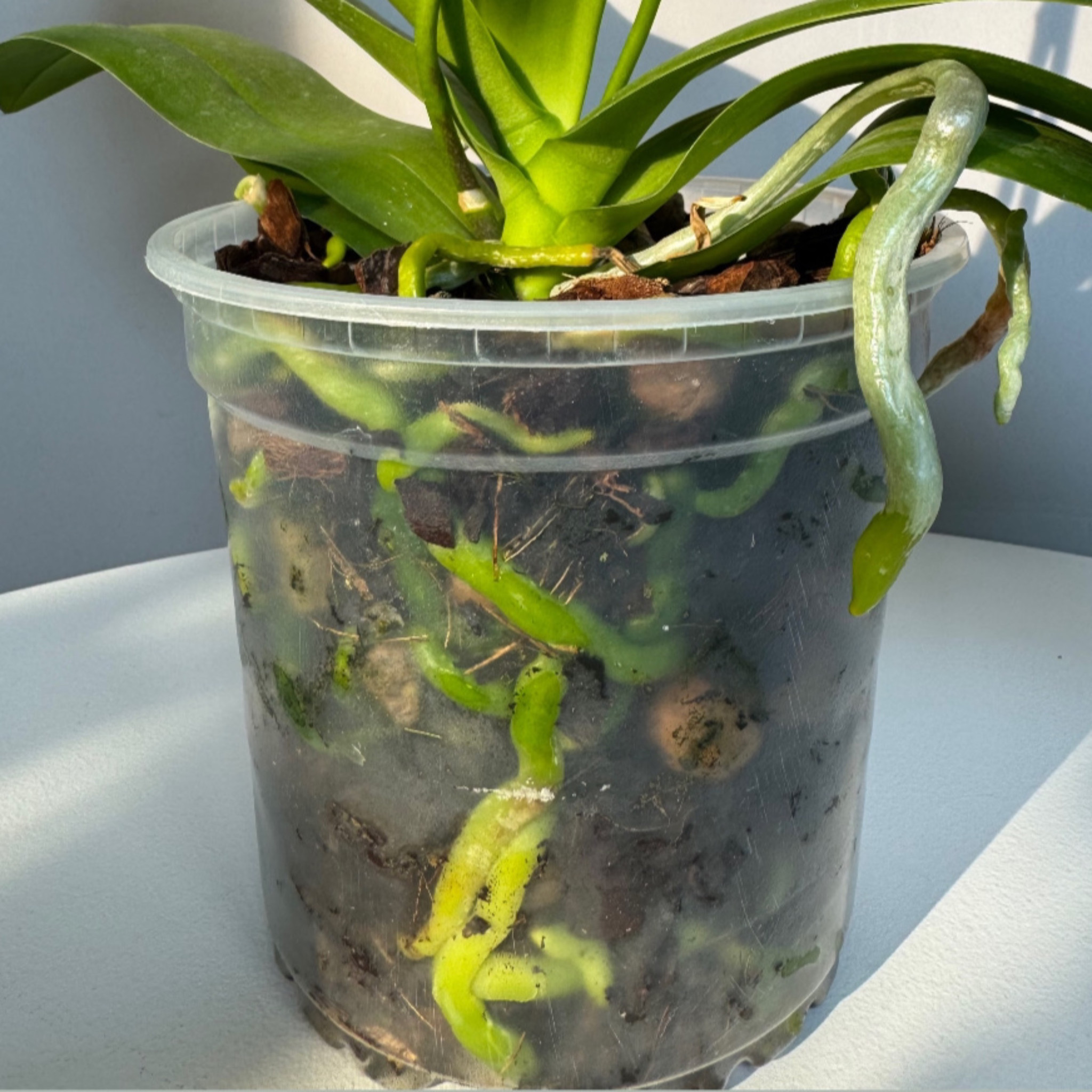 گلدان مدل شفاف ارکیده مجموعه 2 عددی