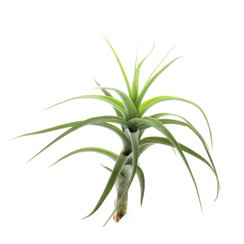 گیاه طبیعی تیلاندسیا مدل sh-2021 گیاه طبیعی تیلاندسیا مدل sh-2021