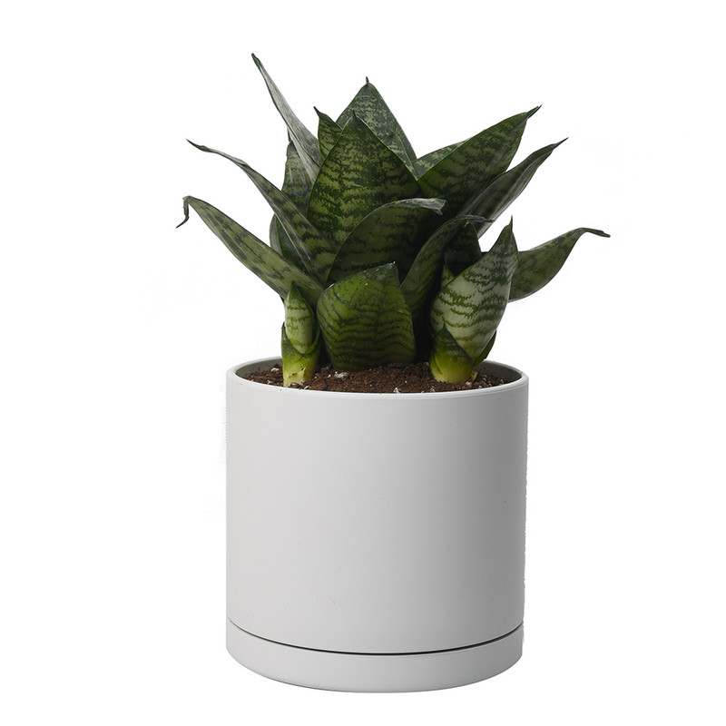 گیاه طبیعی سانسوریا مدل پاکوتاه کرواتی کد 10242/2202 گیاه طبیعی سانسوریا مدل پاکوتاه کرواتی کد 10242/2202