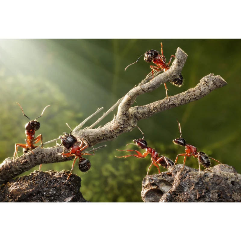 تابلو شاسی طرح مورچه و شاخه درخت مدل T6751