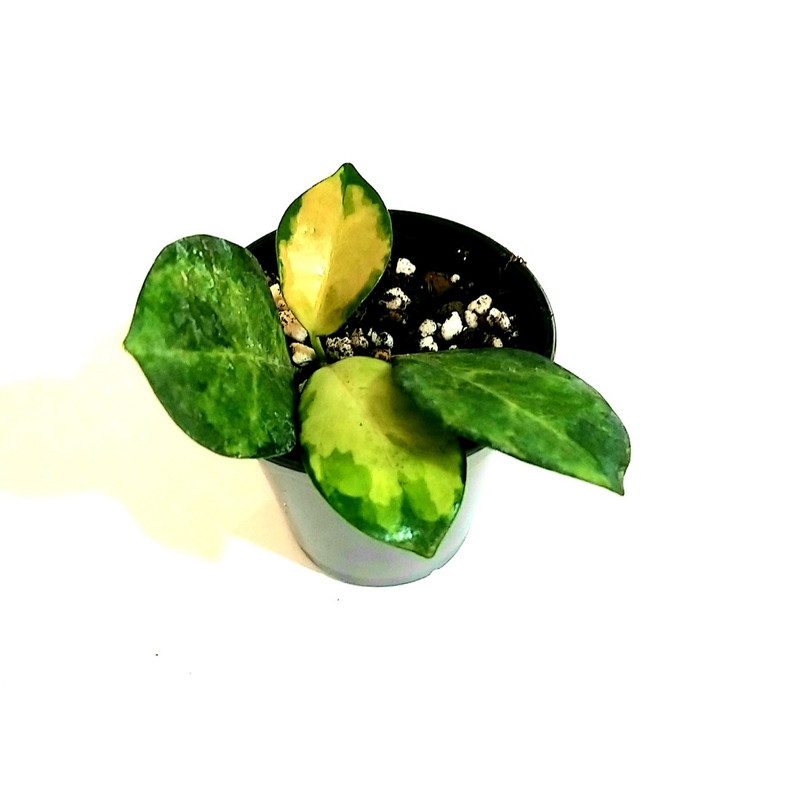 گل طبیعی هویا مدل لیزا ابلغ گل طبیعی هویا مدل لیزا ابلغ