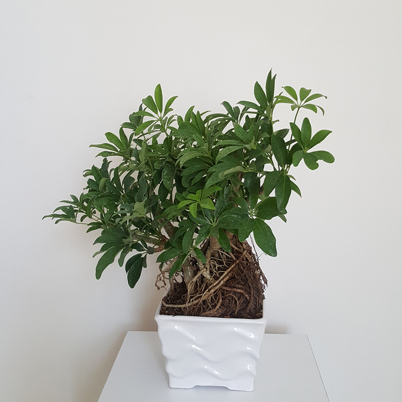 گیاه طبیعی بونسای شفلرا مدل پرریشه