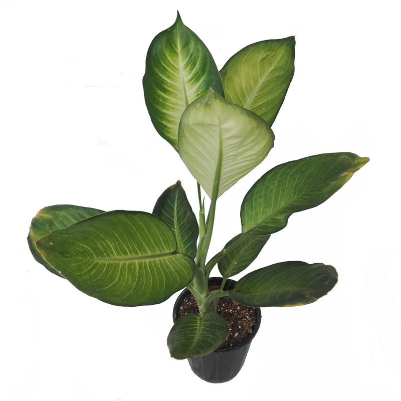 گل طبیعی دیفن کاملیا کد 108