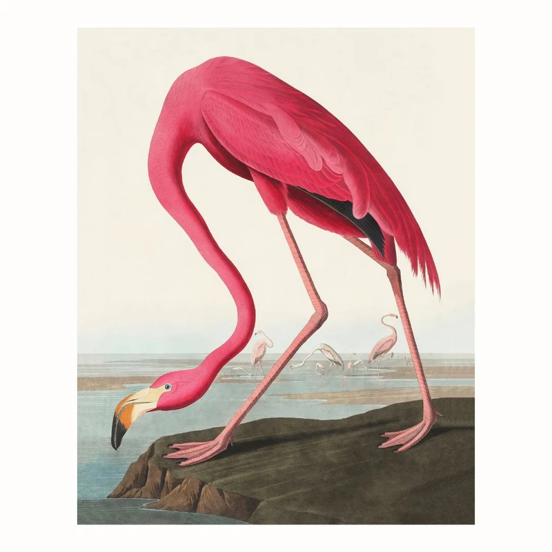پوستر مدل  فلامینگو آمریکایی 