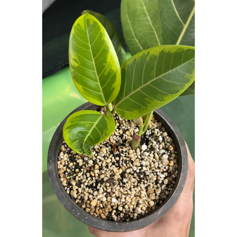 کود فیکوس مدل NPK وزن 100 گرم