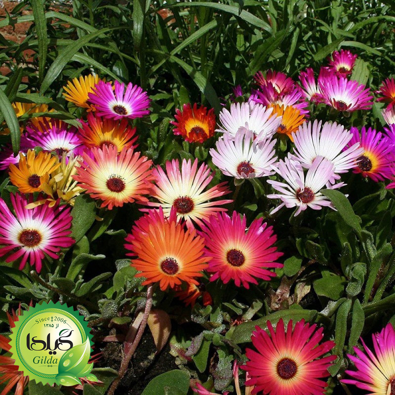 بذر ناز فرانسوی الوان گیلدا کد 945
