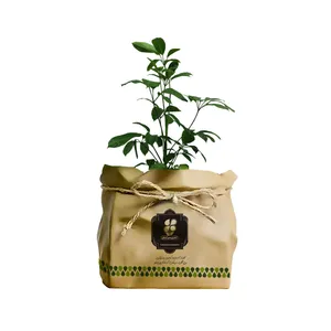 گیاه طبیعی شفلرا آمیت شرکت گلباران سبز گیلان مدل GN13-4AK