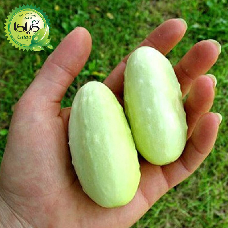 بذر چنبر سلطنتی گیلدا کد 631