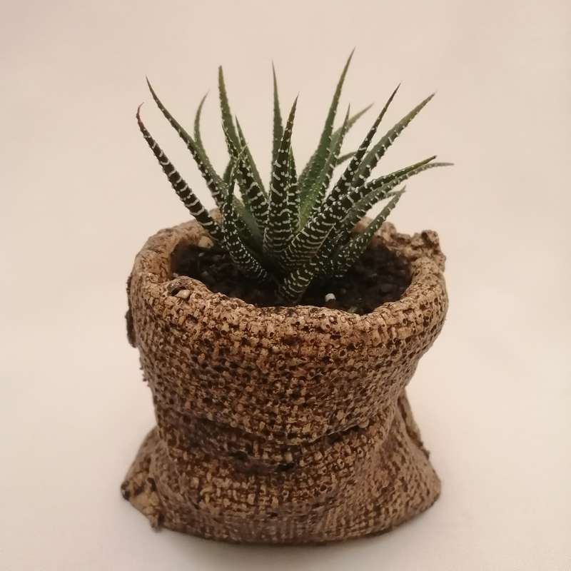 گیاه طبیعی کاکتوس هاورتیا کد pg_08