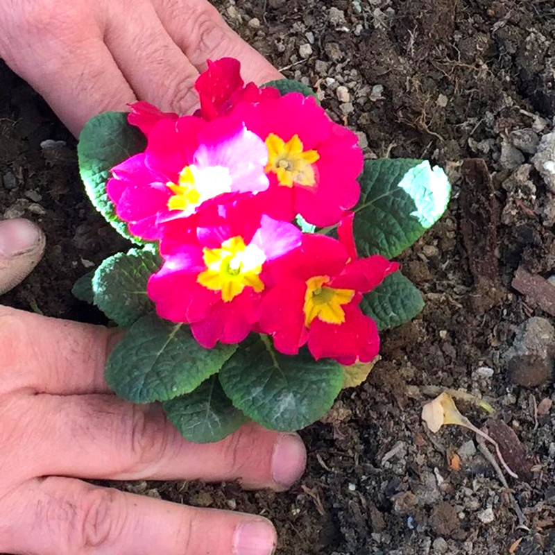 نشاء کن باغبانی مدل BP-22 مجموعه 2 عددی نشاء کن باغبانی مدل BP-22 مجموعه 2 عددی