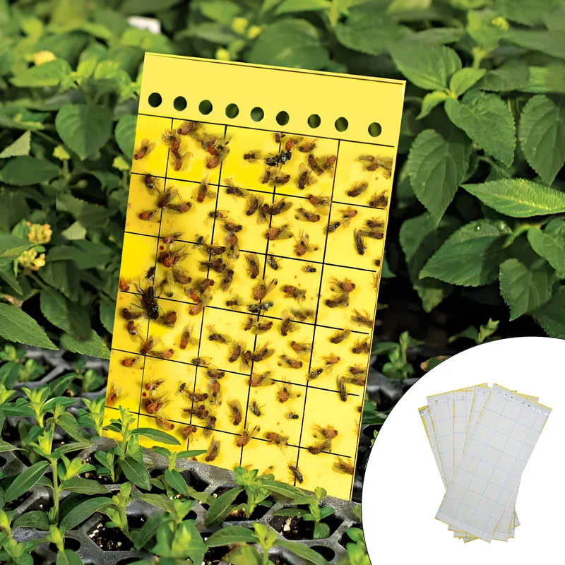      چسب حشره کش مدل M003 بسته 5 عددی