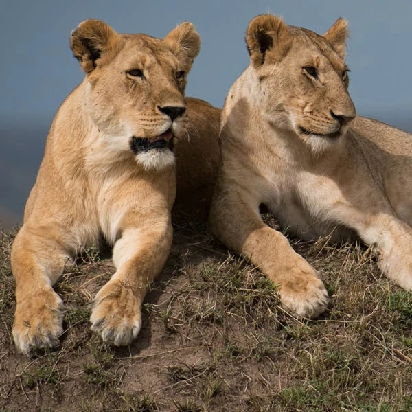 عکس شماره 4 : مستند حیات وحش خاندان ها (سلسله) اثر رویز توماس