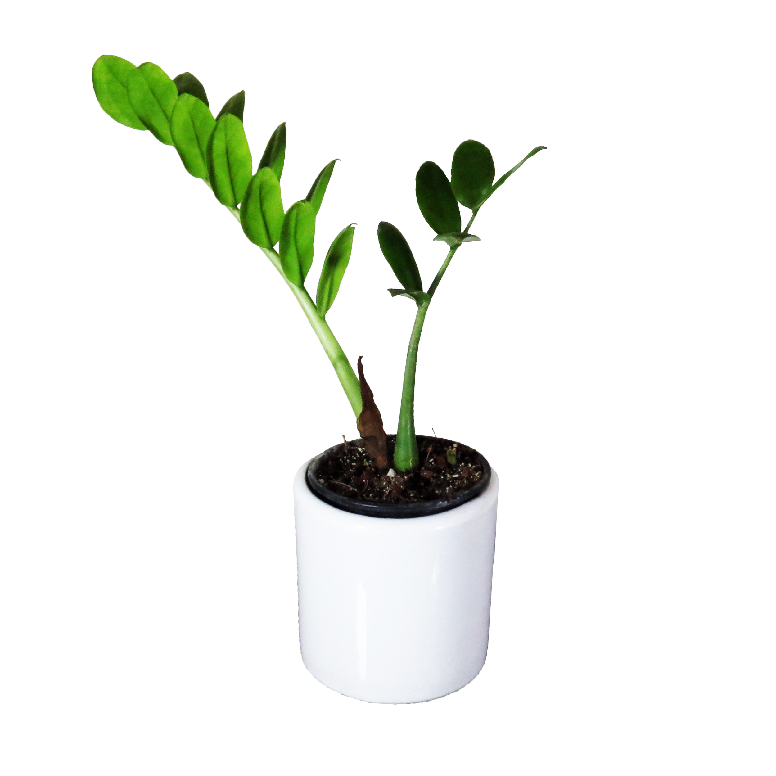گیاه طبیعی زاموفیلیا کد AS-51