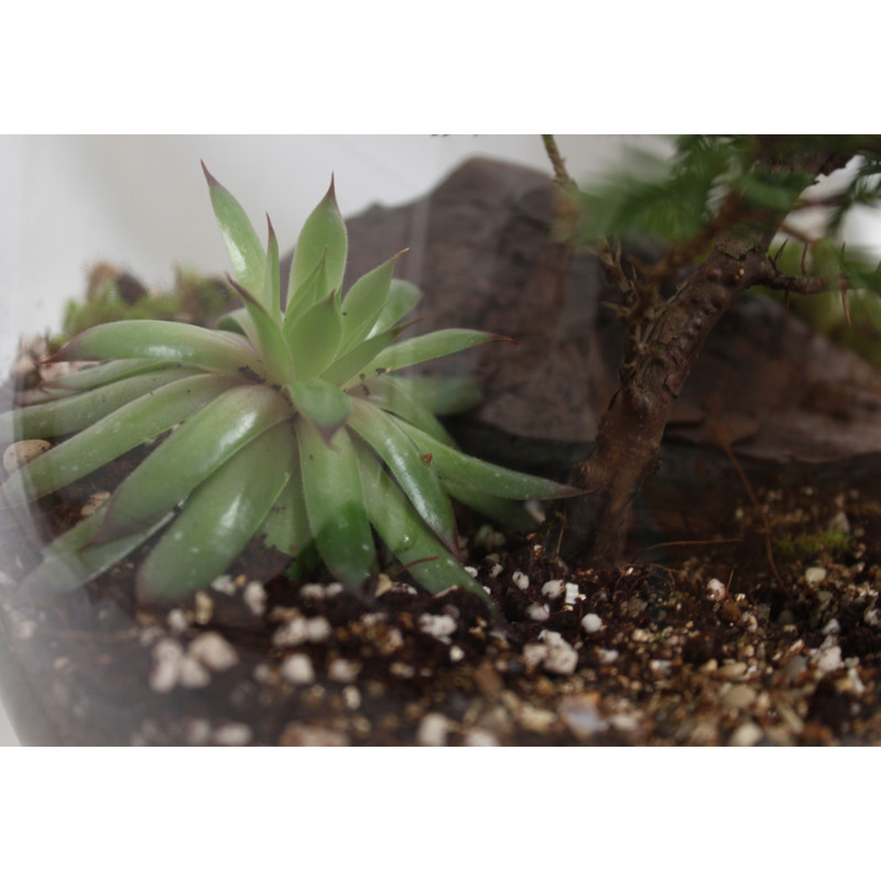 تراریوم گیاه طبیعی کد zhp-999 تراریوم گیاه طبیعی کد zhp-999