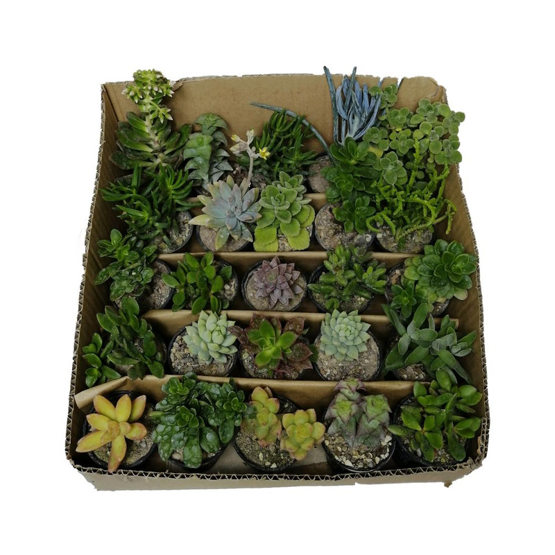 گیاه طبیعی کاکتوس کد cf1 مجموعه 25 عددی