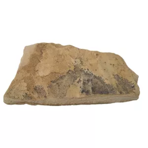 سنگ راف شجر مدل فسیلی کد 133