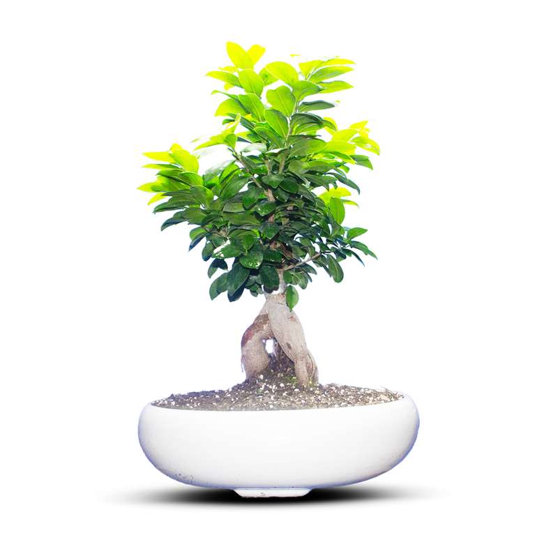 گیاه طبیعی بونسای جنسینگ کد 02