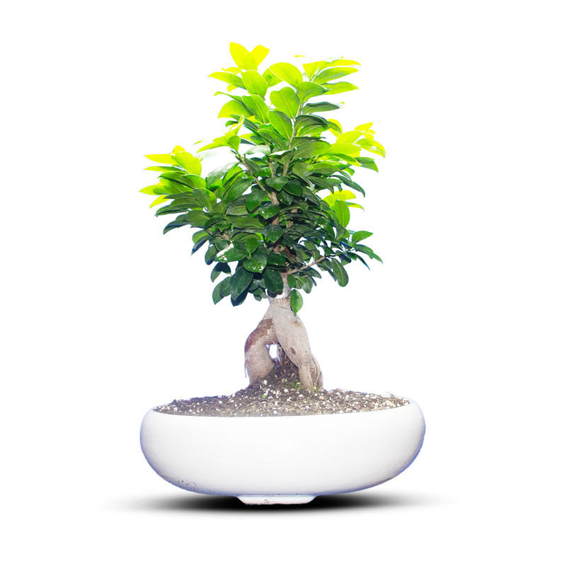 گیاه طبیعی بونسای جنسینگ کد 02