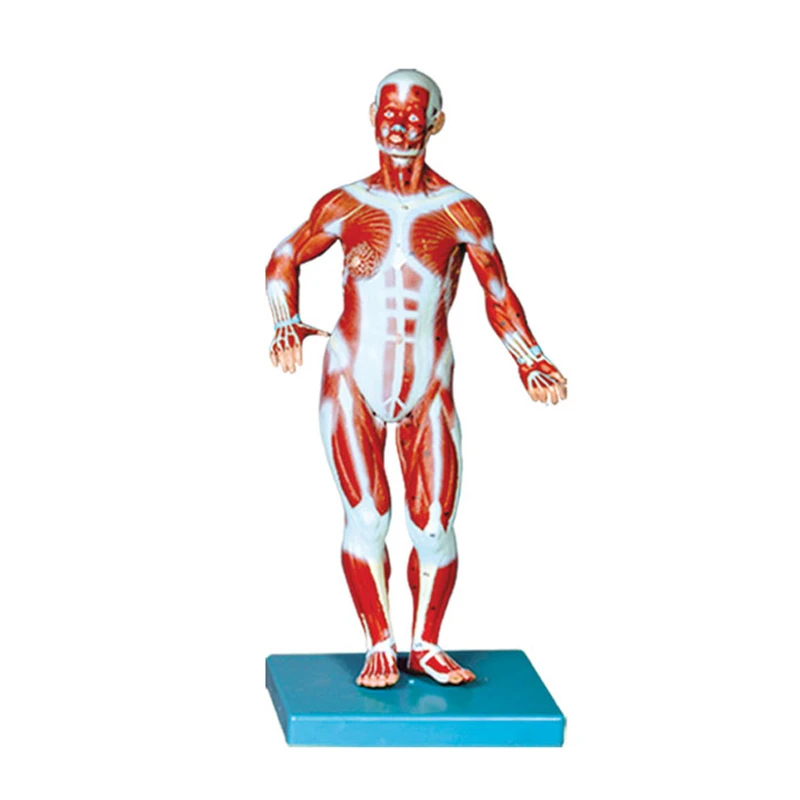 بازی آموزشی طرح مولاژ عضلات بدن ایستاده مدل ASM44