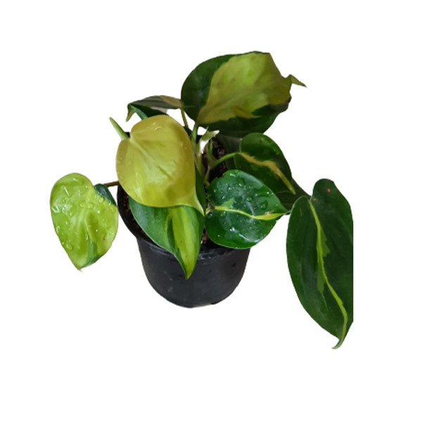 گل طبیعی اسکاندیس ابلق کد Skandisa01