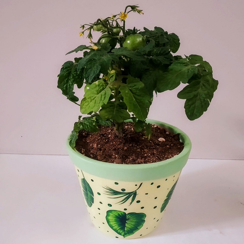 گیاه طبیعی گوجه چری مدل C-24 مجموعه 2 عددی