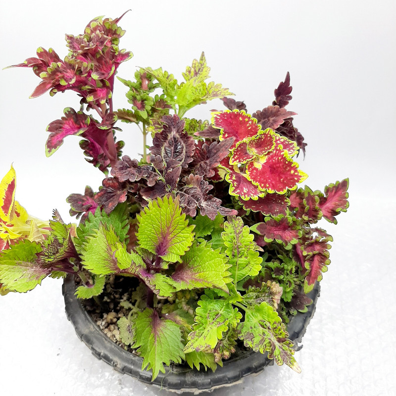 گیاه طبیعی حسن یوسف کد PB مجموعه 4 عددی