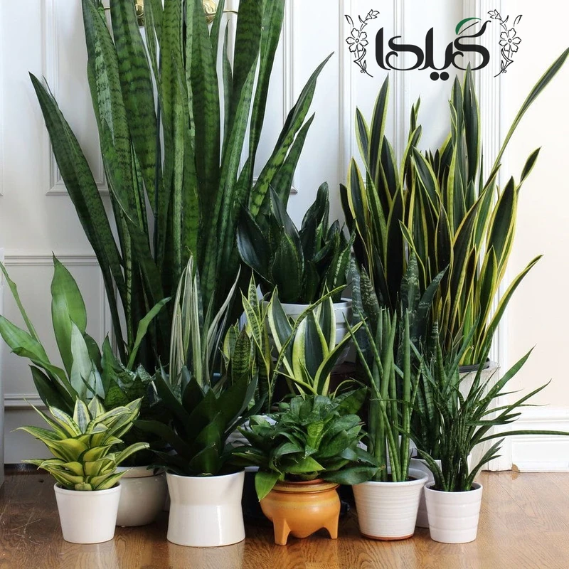 عکس شماره 8 : کود مایع کامل سانسوریا گیلدا مدل npk حجم 120 میلی لیتر