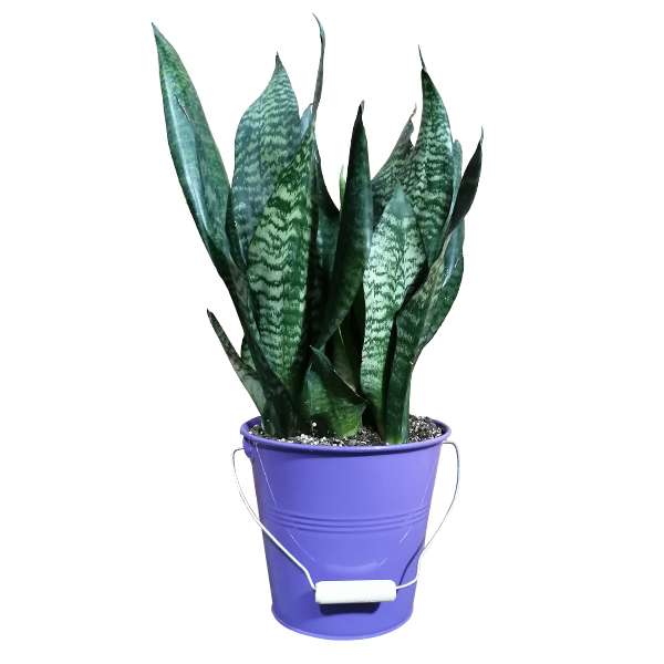 گیاه طبیعی سانسوریا مدل 02 گیاه طبیعی سانسوریا مدل 02