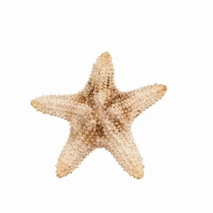 ستاره دریایی تزیینی مدل 23