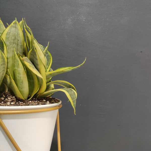 گیاه طبیعی سانسوریا مدل ابلق