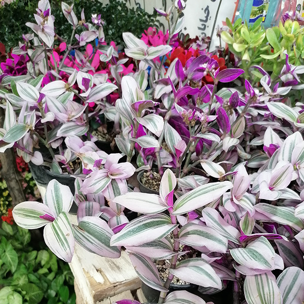 گیاه طبیعی برگ بید مدل 5161481 گیاه طبیعی برگ بید مدل 5161481